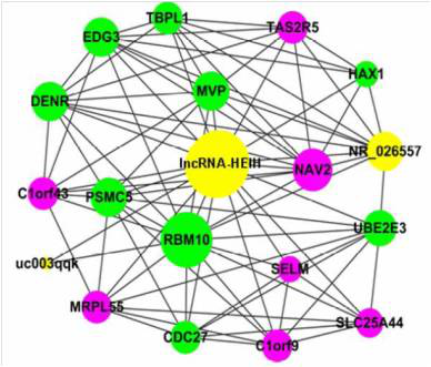  CNC（coding-noncoding gene co-expression）分析