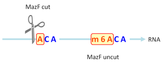 MazF 酶切割未甲基化的（ACA）序列而不切割甲基化的（m6ACA）序列